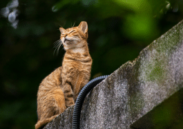 Quels animaux feulent : comprendre les cris de défense et leur signification