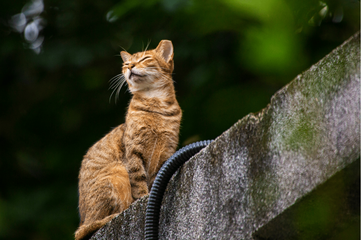 Feulement Les animaux qui feulent : décryptage de leurs cris de défense - Science ...