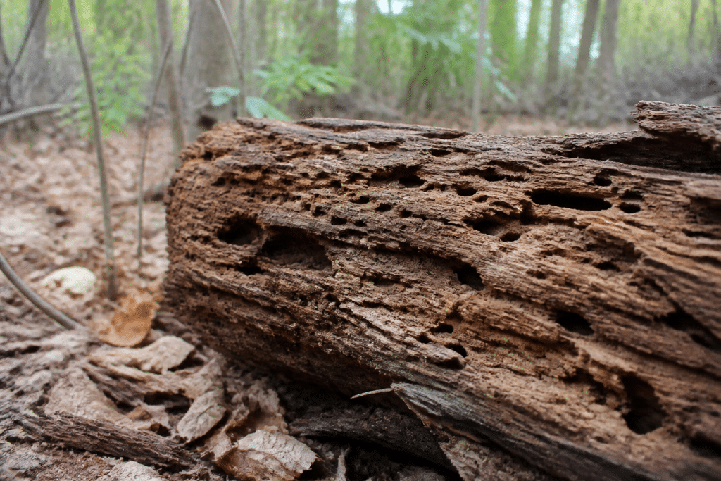 Bois pourri avec trous et galeries d'insectes visibles