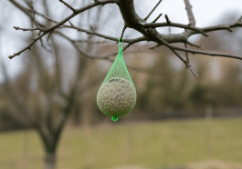 Boule de graisse suspendue à une branche pour nourrir oiseaux
