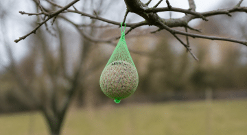 Boule de graisse suspendue à une branche pour nourrir oiseaux