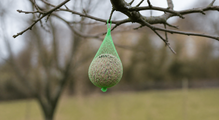 Boule de graisse suspendue à une branche pour nourrir oiseaux