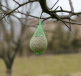 Boule de graisse suspendue à une branche pour nourrir oiseaux
