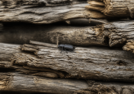 insecte noir posé sur bois sec empile horizontalement