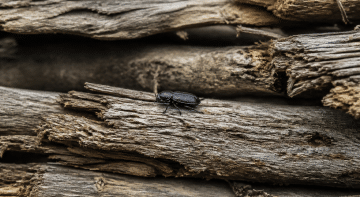 insecte noir posé sur bois sec empile horizontalement