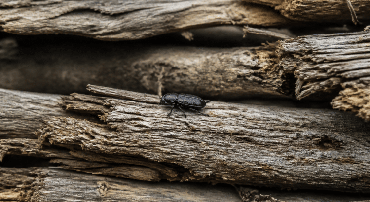 insecte noir posé sur bois sec empile horizontalement