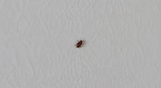 Petite bestiole brune rampant sur mur blanc interieur