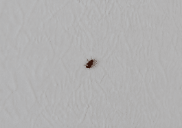 Petite bestiole brune rampant sur mur blanc interieur