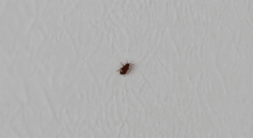Petite bestiole brune rampant sur mur blanc interieur
