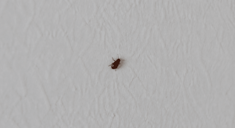Petite bestiole brune rampant sur mur blanc interieur