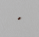 Petite bestiole brune rampant sur mur blanc interieur
