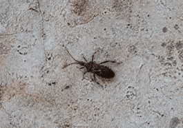 Insecte brun fonc rampant sur surface horizontale vue de dessus