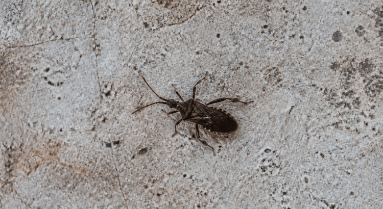 Insecte brun fonc rampant sur surface horizontale vue de dessus