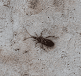 Insecte brun fonc rampant sur surface horizontale vue de dessus