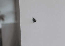 Insecte noir sur mur blanc interieur maison