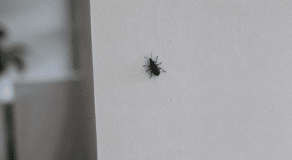 Insecte noir sur mur blanc interieur maison