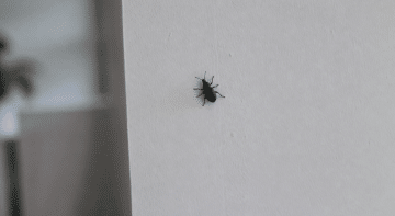 Insecte noir sur mur blanc interieur maison