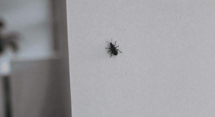 Insecte noir sur mur blanc interieur maison