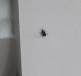 Insecte noir sur mur blanc interieur maison
