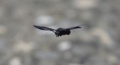 Insecte noir aux ailes deployees en vol horizontal