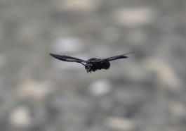 Insecte noir aux ailes deployees en vol horizontal
