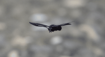 Insecte noir aux ailes deployees en vol horizontal