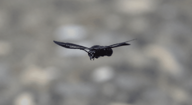 Insecte noir aux ailes deployees en vol horizontal