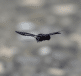 Insecte noir aux ailes deployees en vol horizontal