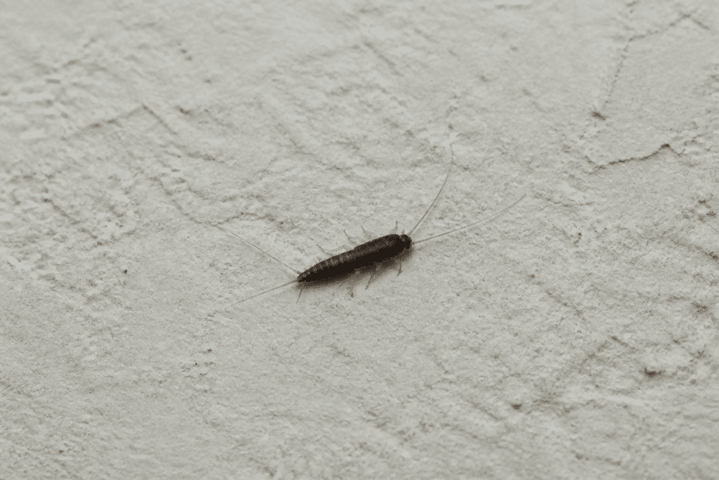 Insecte noir allongé avec filament sur surface murale claire