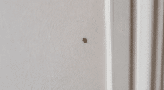 Petit insecte noir rampant sur mur blanc interieur maison
