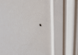 Petit insecte noir rampant sur mur blanc interieur maison
