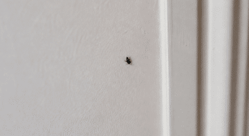 Petit insecte noir rampant sur mur blanc interieur maison