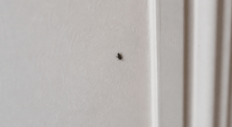 Petit insecte noir rampant sur mur blanc interieur maison