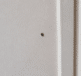 Petit insecte noir rampant sur mur blanc interieur maison