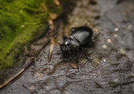 Insecte noir brillant rampant sur surface humide sombre