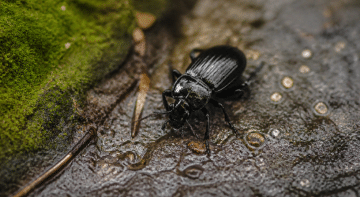 Insecte noir brillant rampant sur surface humide sombre