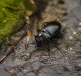 Insecte noir brillant rampant sur surface humide sombre