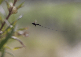 insecte noir en vol avec appendice allongé traînant derrière