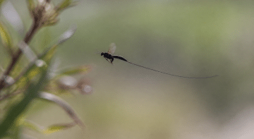 insecte noir en vol avec appendice allongé traînant derrière