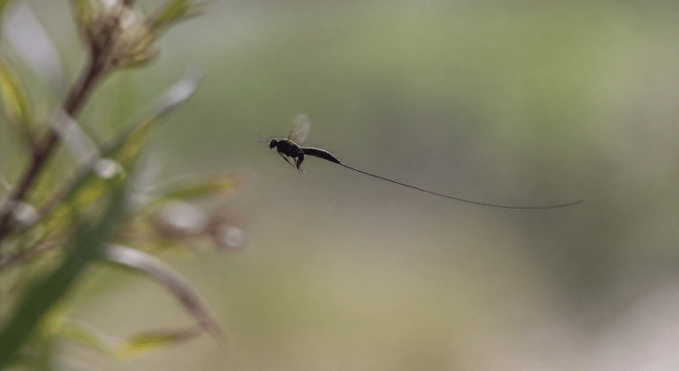 insecte noir en vol avec appendice allongé traînant derrière