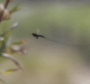 insecte noir en vol avec appendice allongé traînant derrière