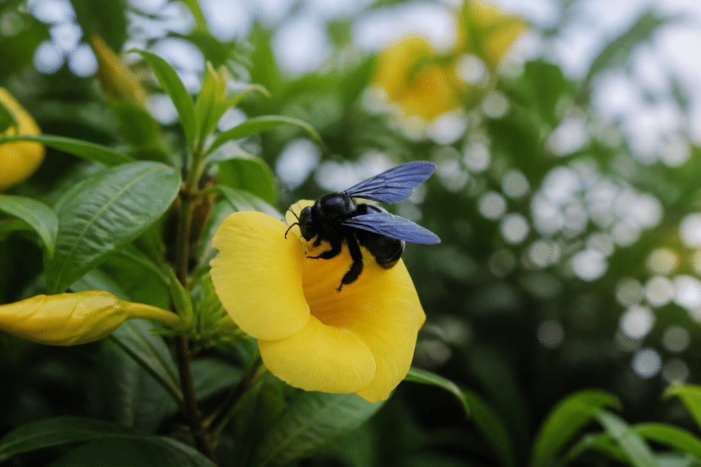 Abeille charpentière noire posee sur fleur jaune