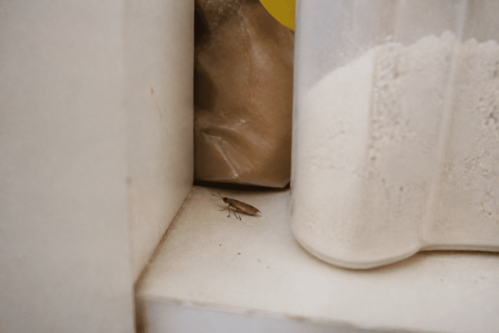 Insecte brun dans placard cuisine près boîte farine