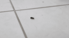 Petit arthropode noir rampant sur sol carrelage blanc interieur