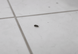 Petit arthropode noir rampant sur sol carrelage blanc interieur