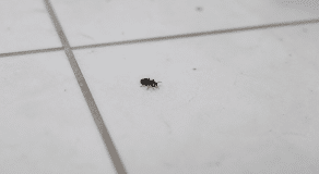 Petit arthropode noir rampant sur sol carrelage blanc interieur