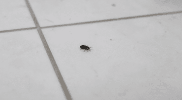 Petit arthropode noir rampant sur sol carrelage blanc interieur