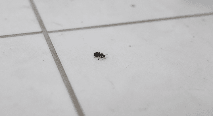 Petit arthropode noir rampant sur sol carrelage blanc interieur