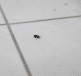 Petit arthropode noir rampant sur sol carrelage blanc interieur