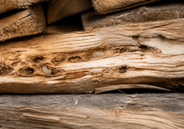 Larves et insectes visibles sur bois sec empile horizontalement